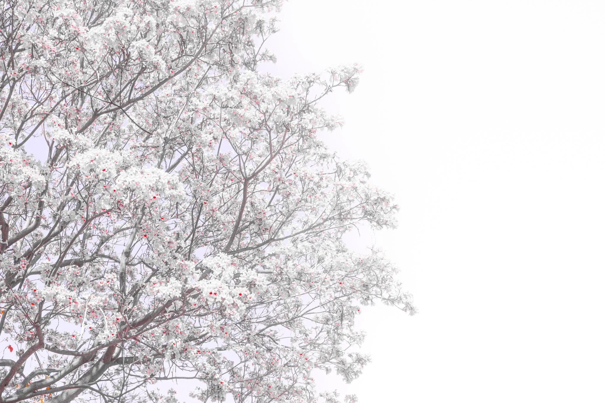 Spring Awakens (2023)