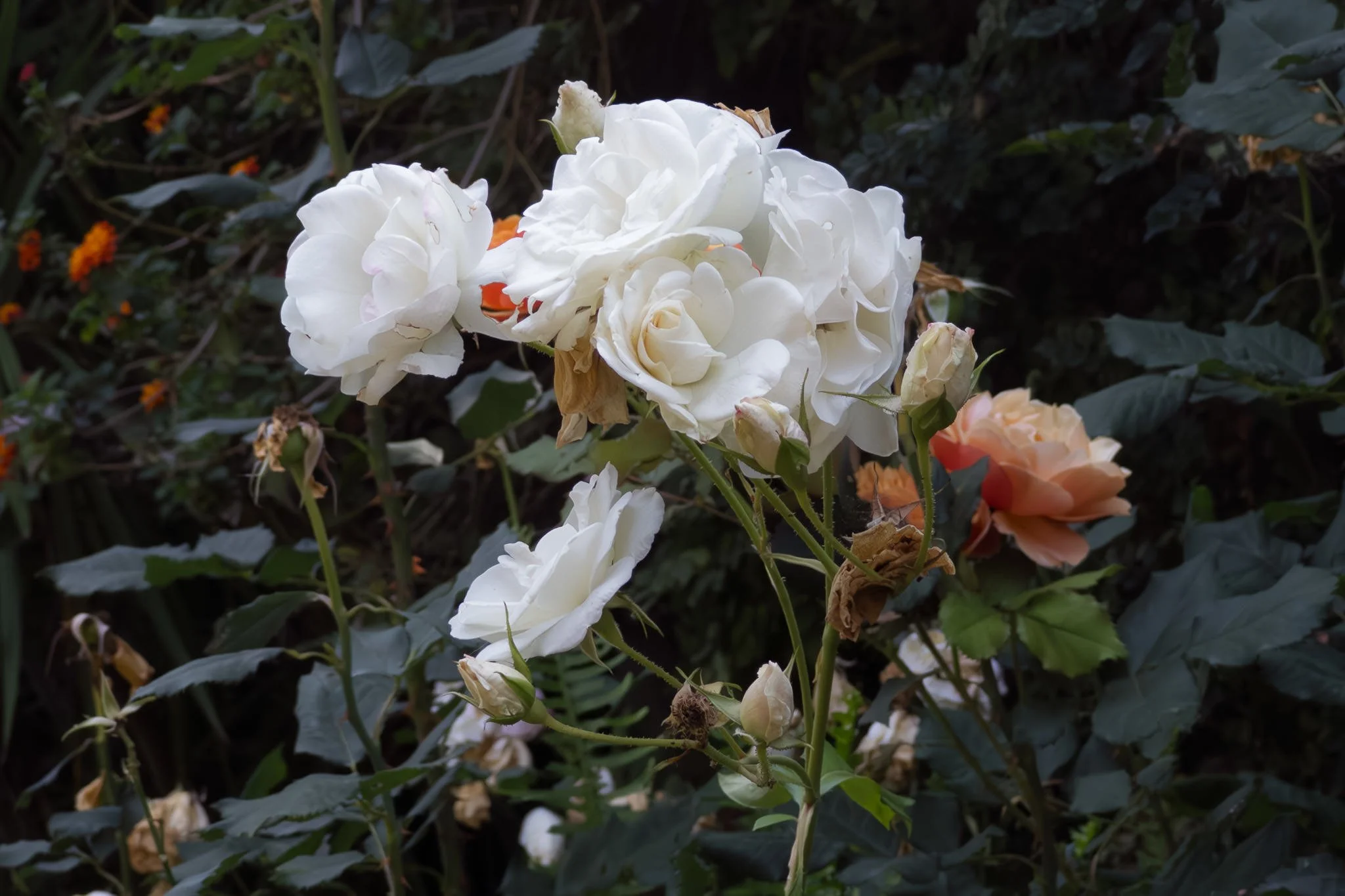 Birthday Rose #1