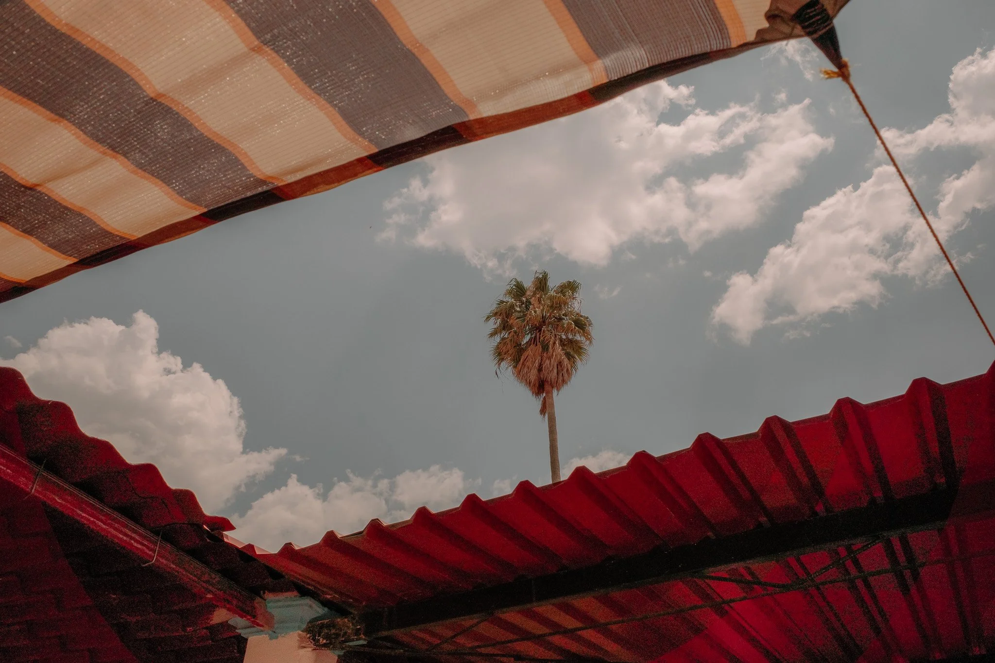 Palm in the Sky (2022)