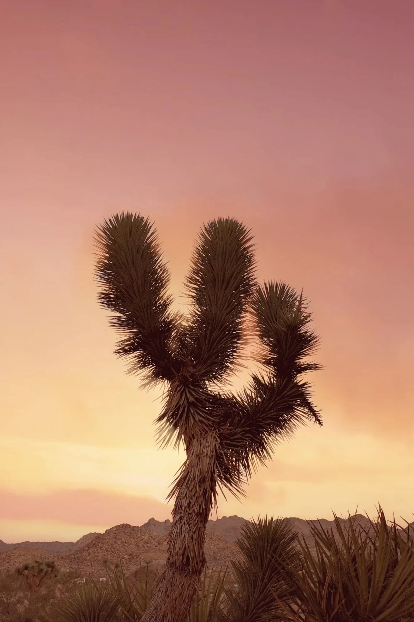 Yucca