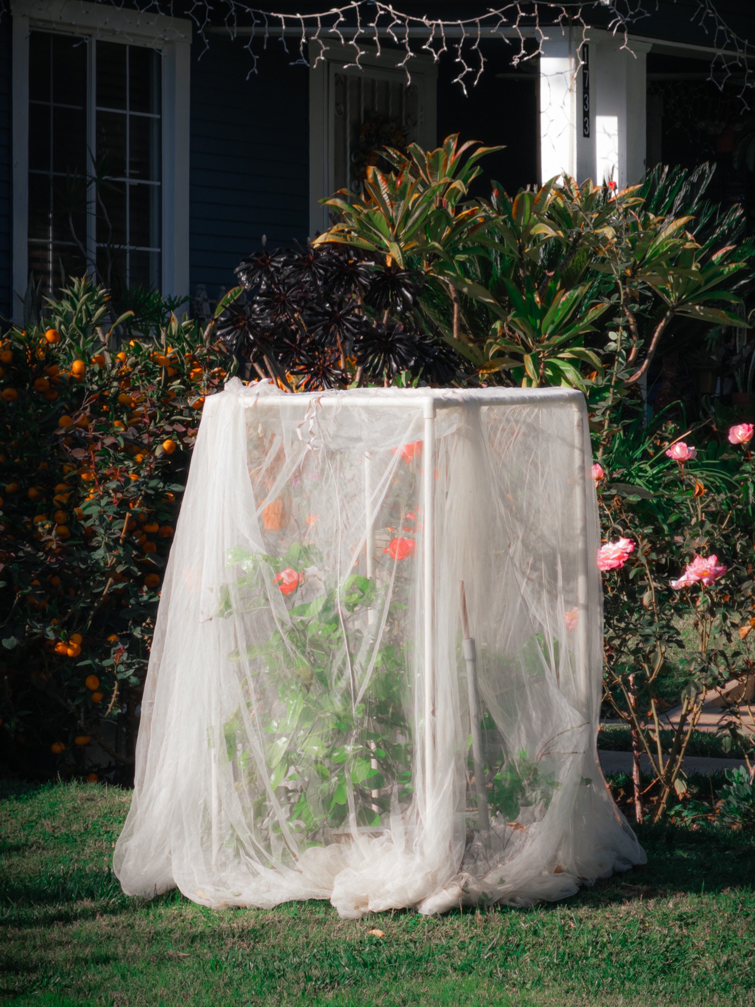 Veiled Roses (2025)