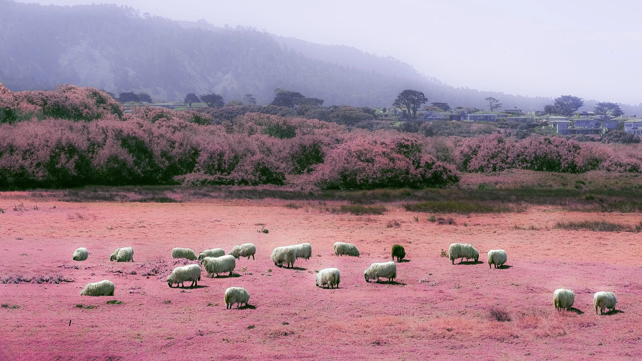 The sheep are grazing (2024)