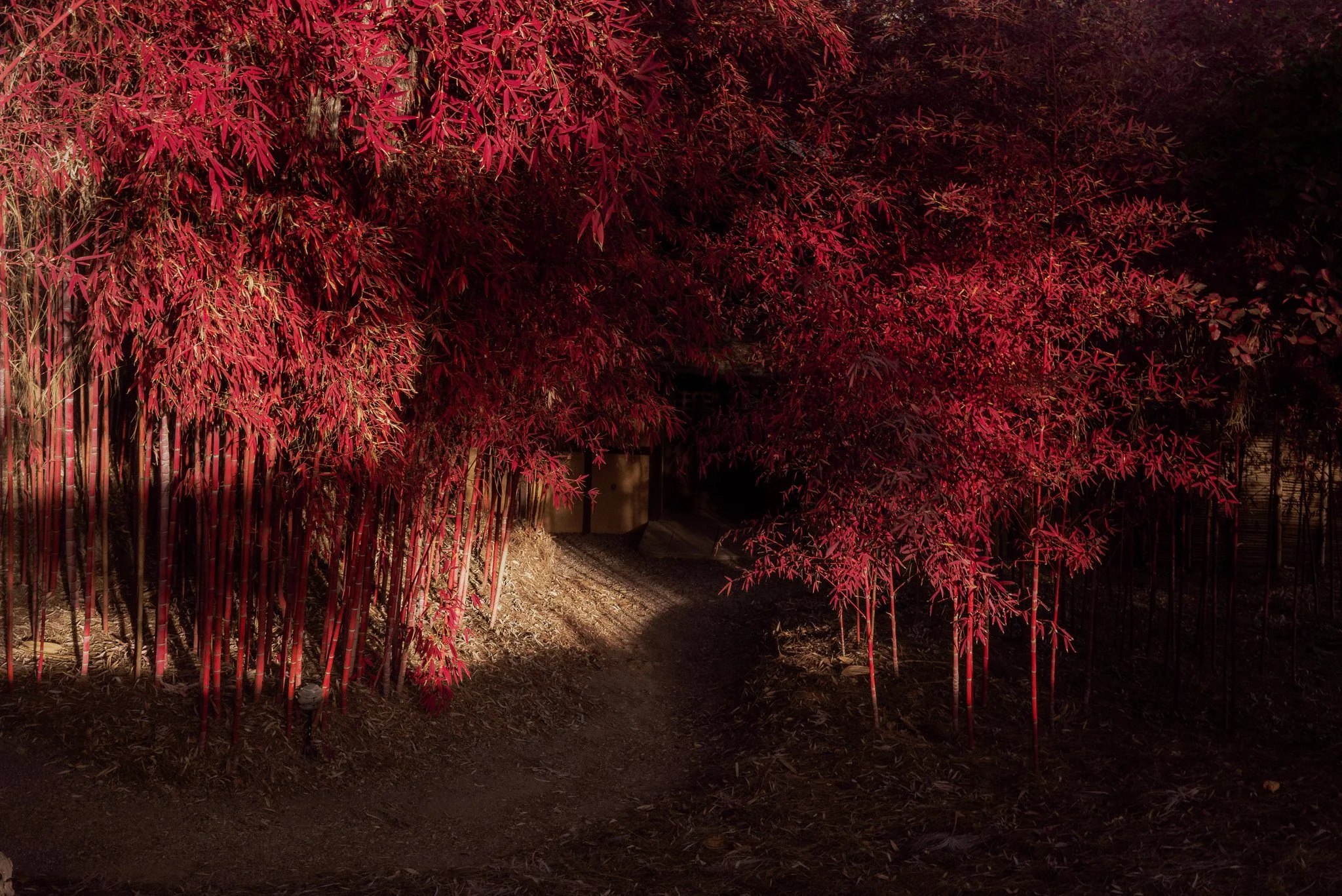Bamboo, Altadena (2025)