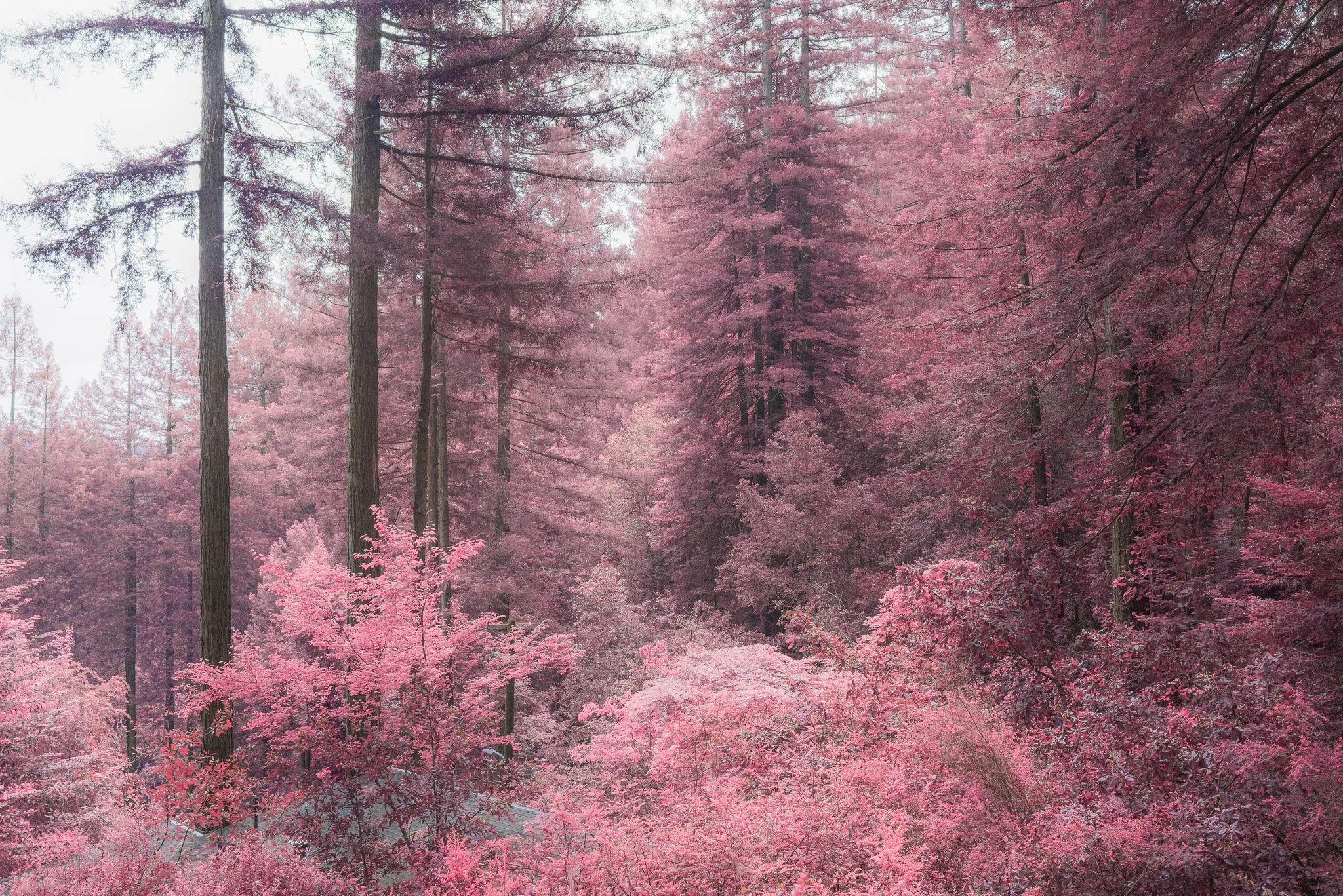 Pines (2023)
