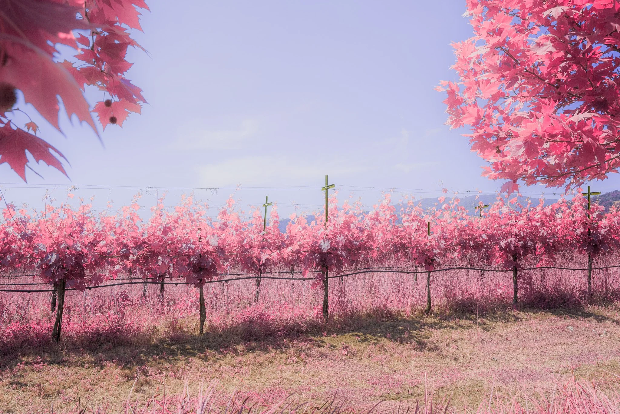 Vineyard (2023)