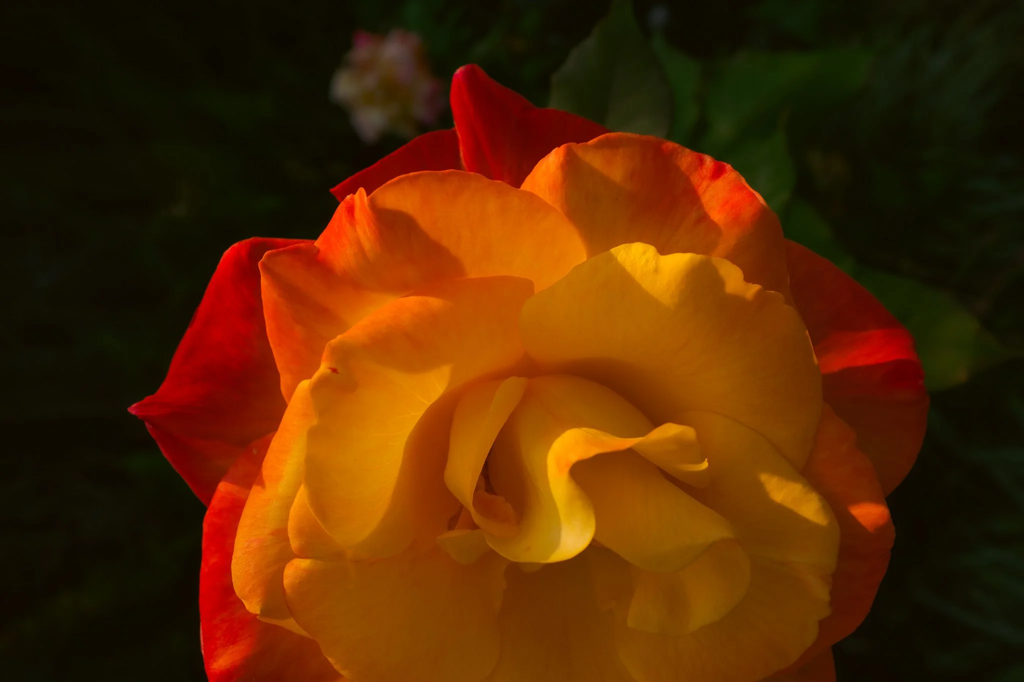 Birthday Rose #6