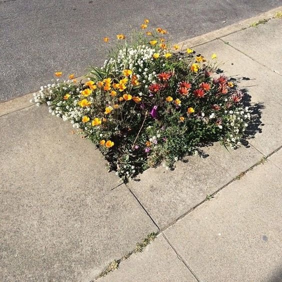 joygarden.jpg