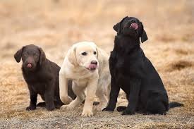 PUPPY KINDERGARTEN (July)— $160
