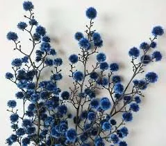 blue stirlingia.jpeg