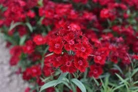 red dianthus.jpeg