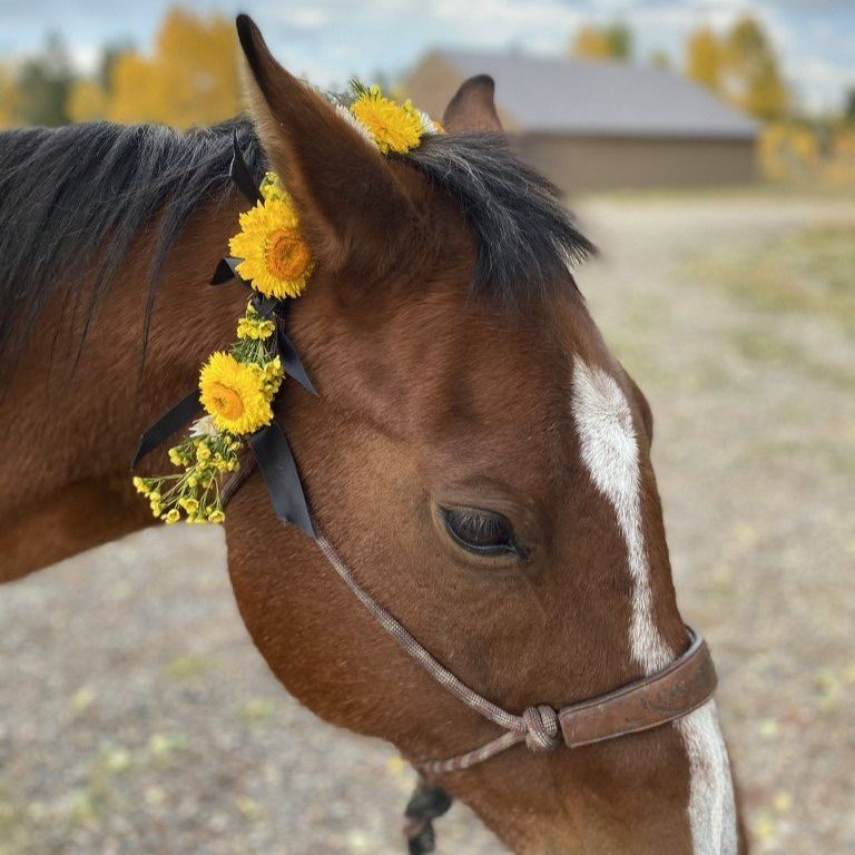 pet_collar_square.jpeg