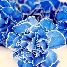 blue carnation.jpeg