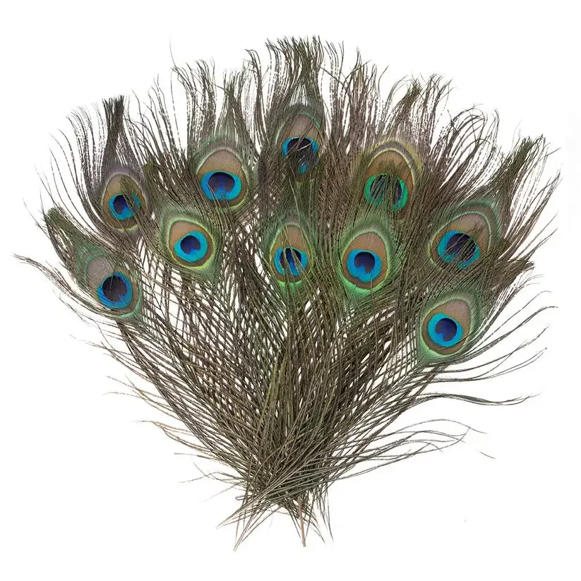 peacock.webp