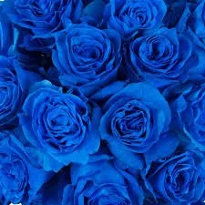blue roses.jpeg