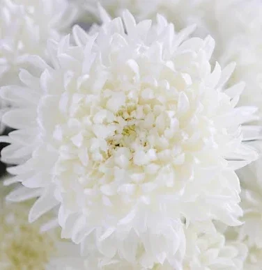 white mum.webp