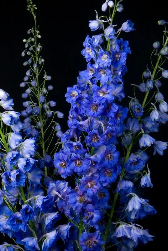 blue delphinium.jpg