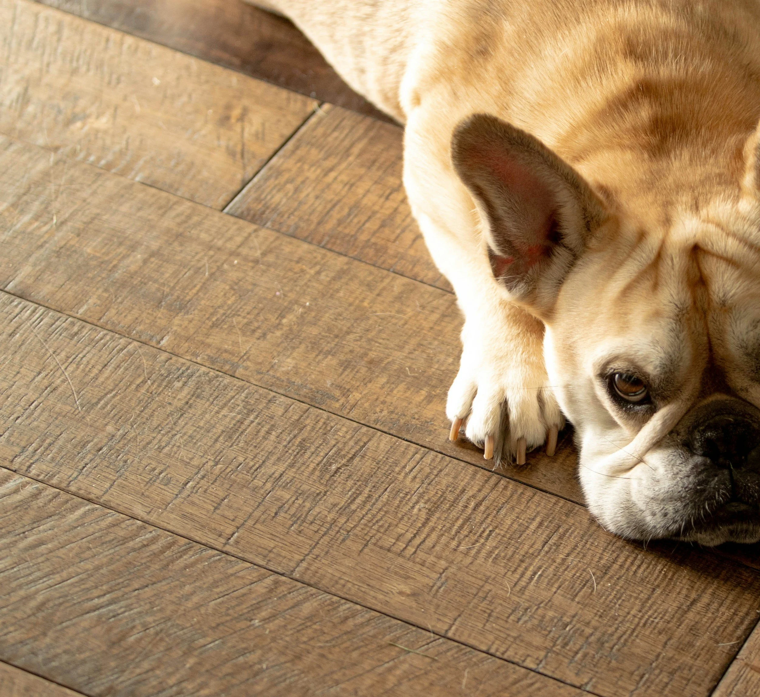 How to Protect Your Wood Against Dogs and Other Pets