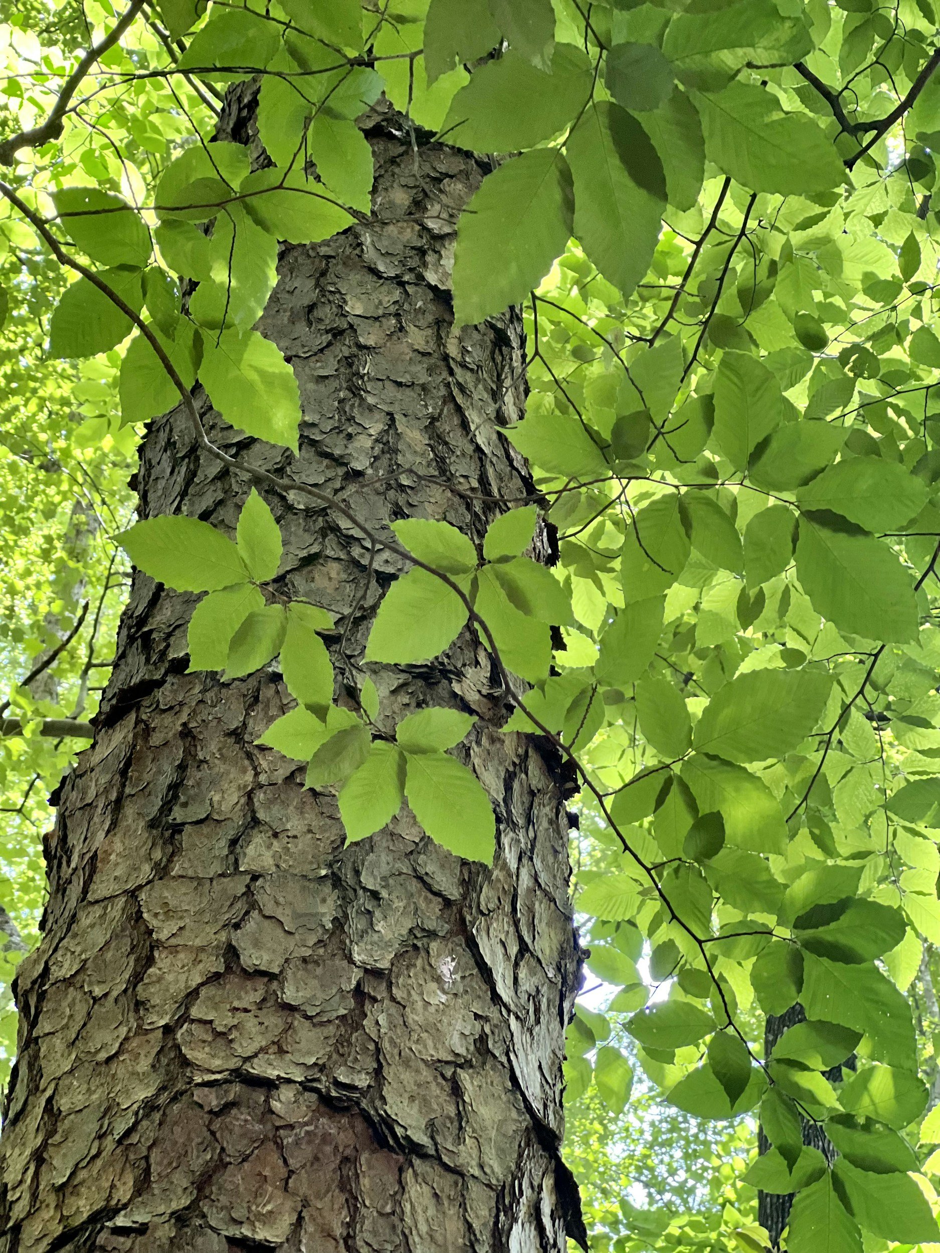 why should you bring in green colours to your brown contrasting tones?