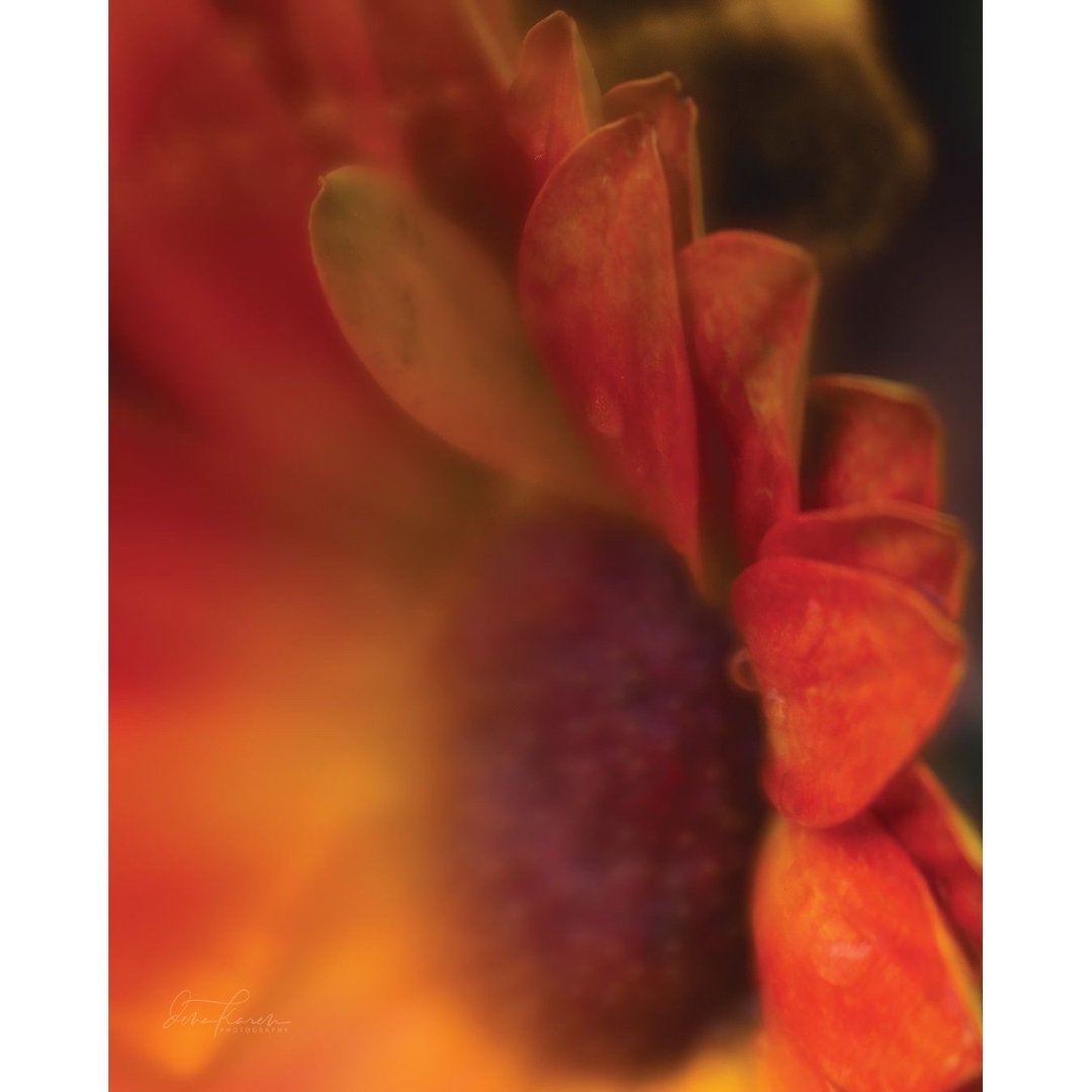 A bit of spring color &hellip; ​​​​​​​​
​​​​​​​​
 Beauty is all around us. It&rsquo;s remarkable what we see and are able to experience in this life. A group of talented artists have come together to capture it through our Lensbaby. ​​​​​​​​
​​​​​​​​