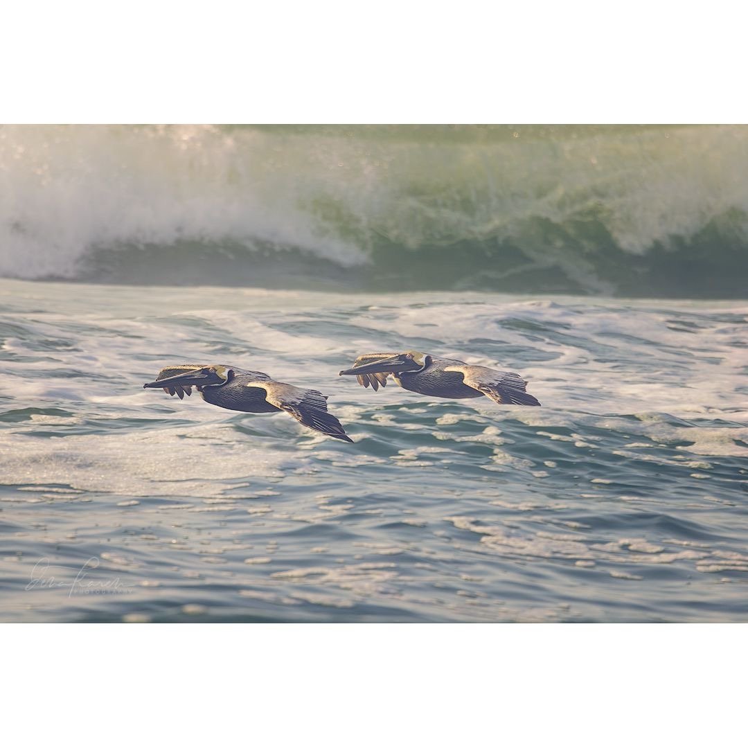 Pelicans gliding over the waves&hellip; one of my favorite things &hellip;

Pelicans are excellent soarers that can remain in the air for up to 24 hours, covering hundreds of kilometers. They can reach air speeds of up to 56 kilometers per hour by mo