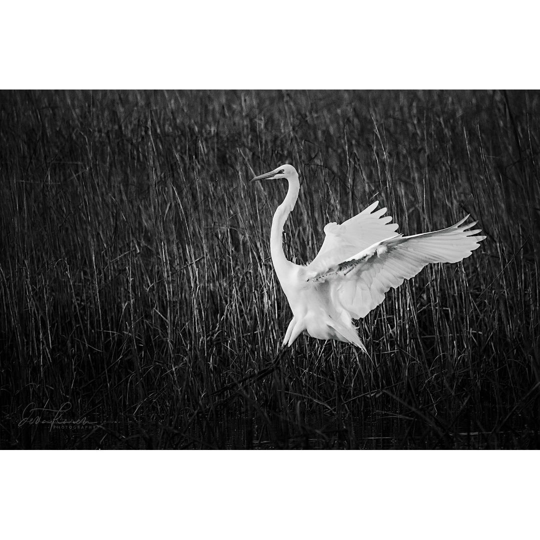 In for a Landing

 &ldquo;Whenever there is light, one can photograph&rdquo; ~ Alfred Stieglitz

We are a group of photographers who love timeless black and white photography. See our stunning and creative images from our friends by heading to the ha