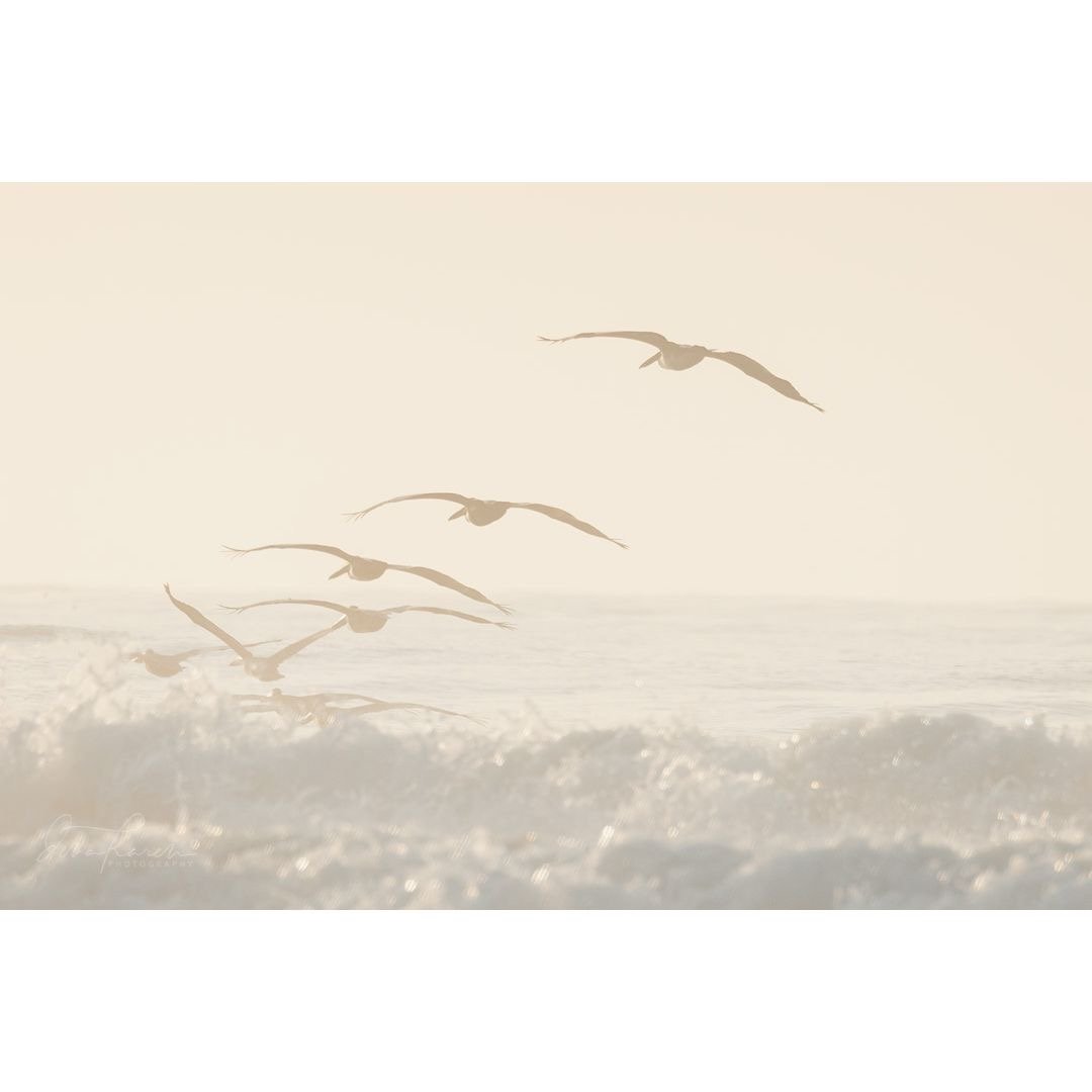 Every morning the Pelicans fly from their nesting and roosting areas in the river out to fish&hellip;. ​​​​​​​​
​​​​​​​​
This was such a beautiful hazy morning with @pointamesandshoot and @susanmatuszak ! Thanks for coming out to the coast &hellip; ​