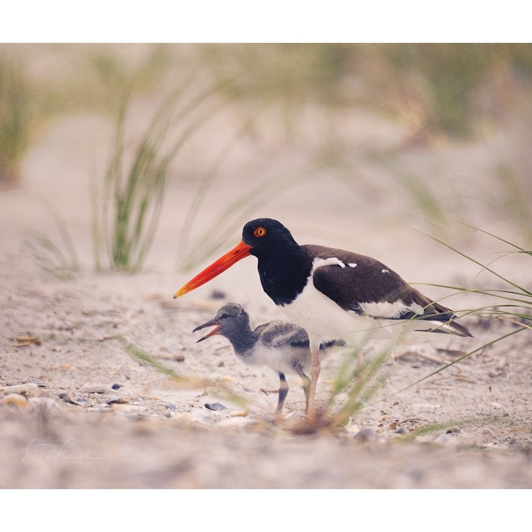 American Oystercatcher and baby &hellip; (taken with a very long lens and cropped)  Please be mindful of these amazing birds which nest in a shallow in the sand, on oyster shell piles or in the marsh as you are enjoying the coastal environment. Keep 