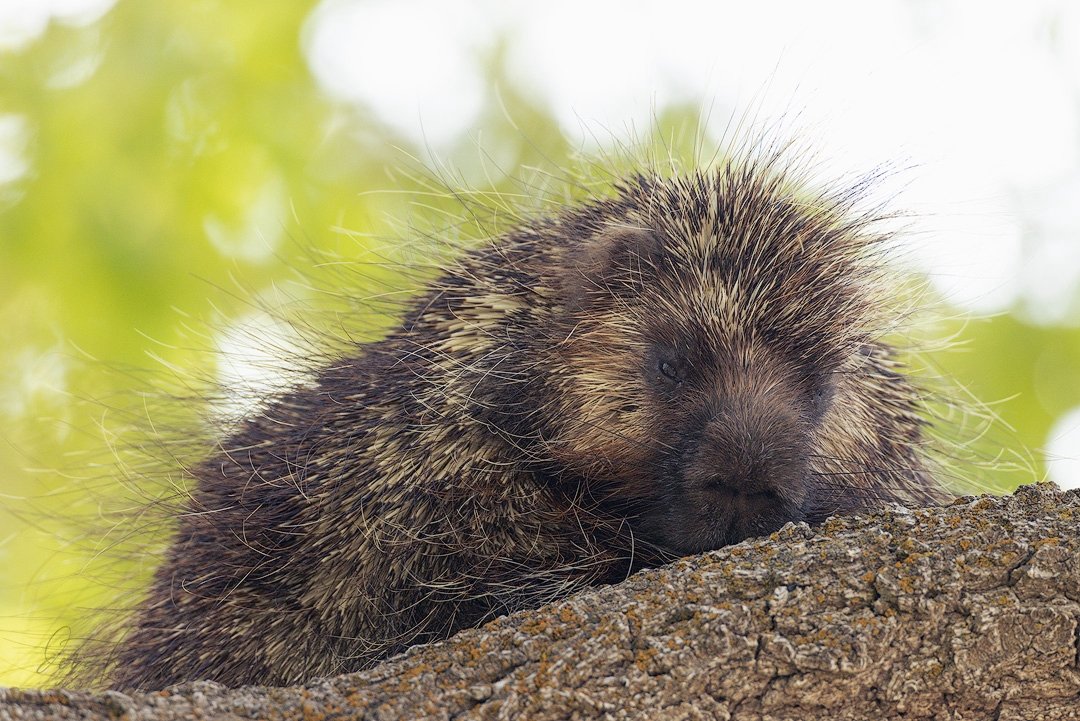 &ldquo;Shy and nocturnal creatures, porcupines don&rsquo;t hibernate. They spend much of their time in trees, searching for food and sometimes nesting in the branches. The soles of their feet are &ldquo;pebbly&rdquo; (akin to the texture of a basketb