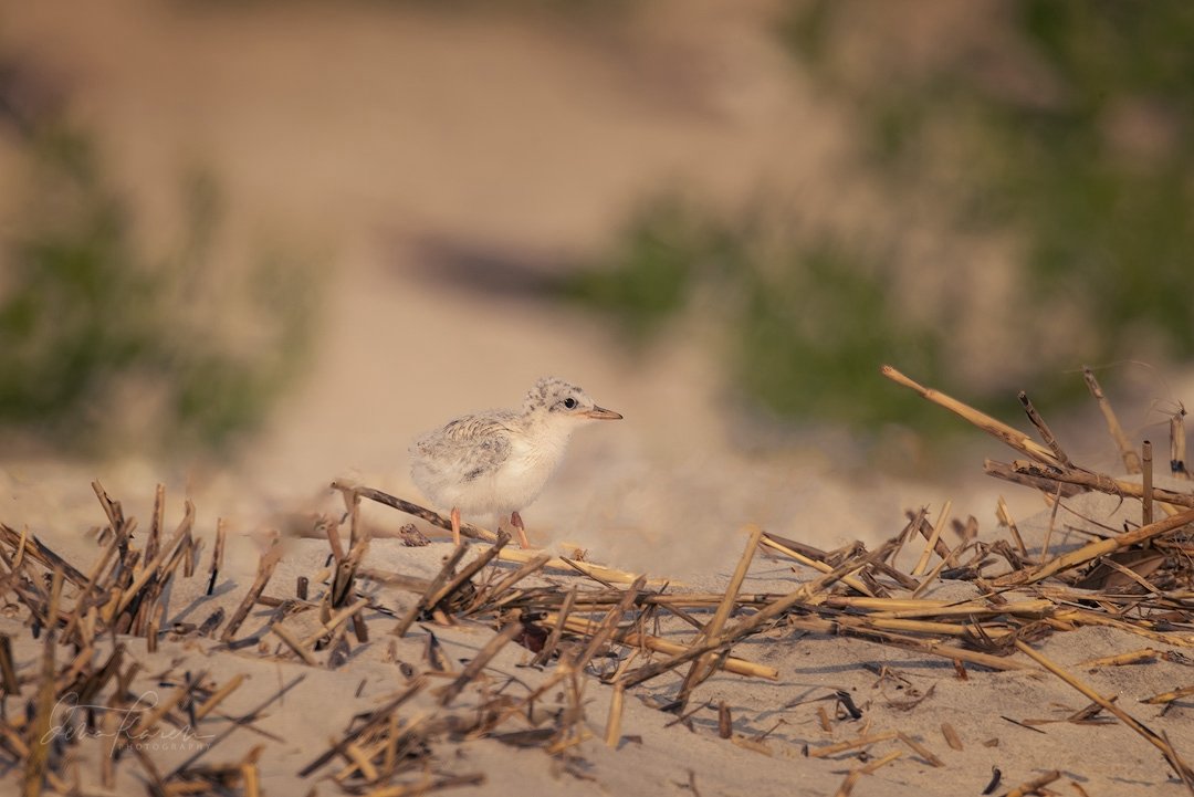 The Least Tern eggs have hatched and there are so many cute fluffballs &hellip;.please leash your dogs and be mindful of these sweethearts trying to hide out in the open on the dunes&hellip; 

 A group of photographers from @womencapturemagic have co