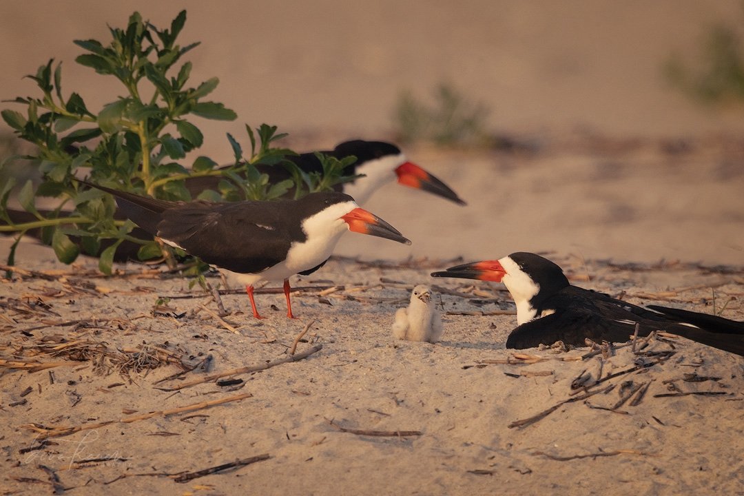 One of the two first black skimmer chicks on the South End &hellip; please be look out for these babies as you enjoy the beach and keep your pets leashed&hellip; they nest right on the sand and rely on camouflage to keep them safe&hellip; ​​​​​​​​
​​