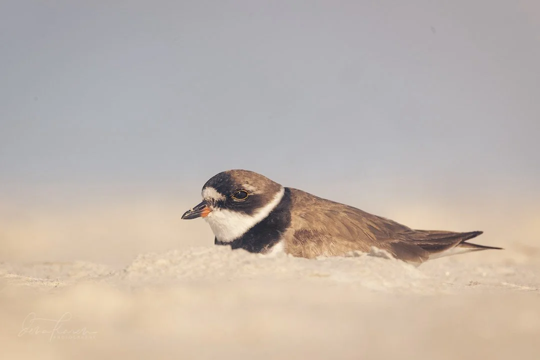 Semi-palmated plover resting in the dune 

 A group of photographers from @womencapturemagic have come together to share our love of nature. Get your dose of beauty today by following along the #womencapturemagicnatureloop

 #raw_birds #FBPC_birds #b