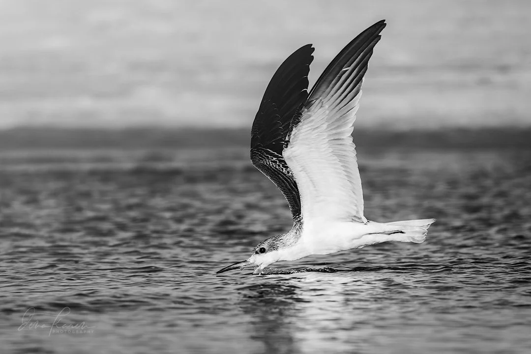 A young black skimmer practicing his fishing skills &hellip;

&ldquo;Whenever there is light, one can photograph&rdquo; ~ Alfred Stieglitz

We are a group of photographers who love timeless black and white photography. See our stunning and creative i