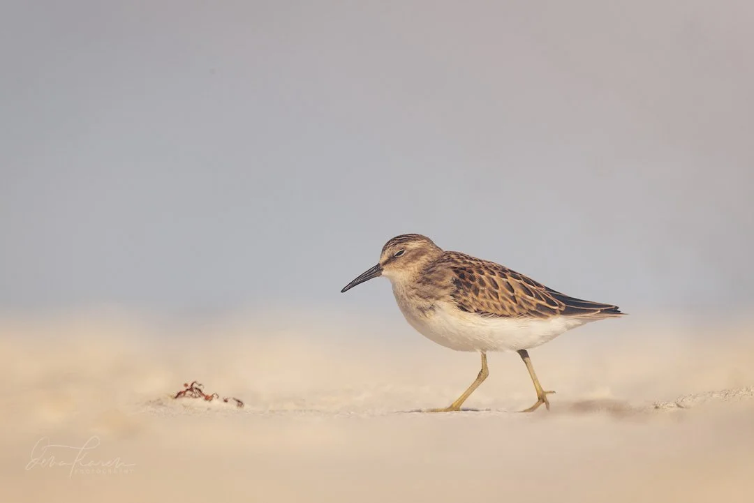 Least sandpiper there was a mix of sandpipers some heading south, some finding wintering grounds here &hellip;. 

&ldquo;Least Sandpipers are the smallest of the small sandpipers known as &ldquo;peeps&rdquo;&mdash;not much bigger than a sparrow. They