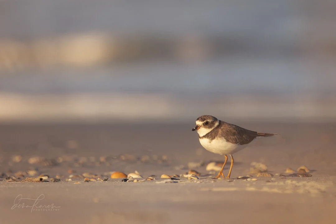 A group of photographers from @womencapturemagic have come together to share our love of nature. Get your dose of beauty today by following along the #womencapturemagicnatureloop