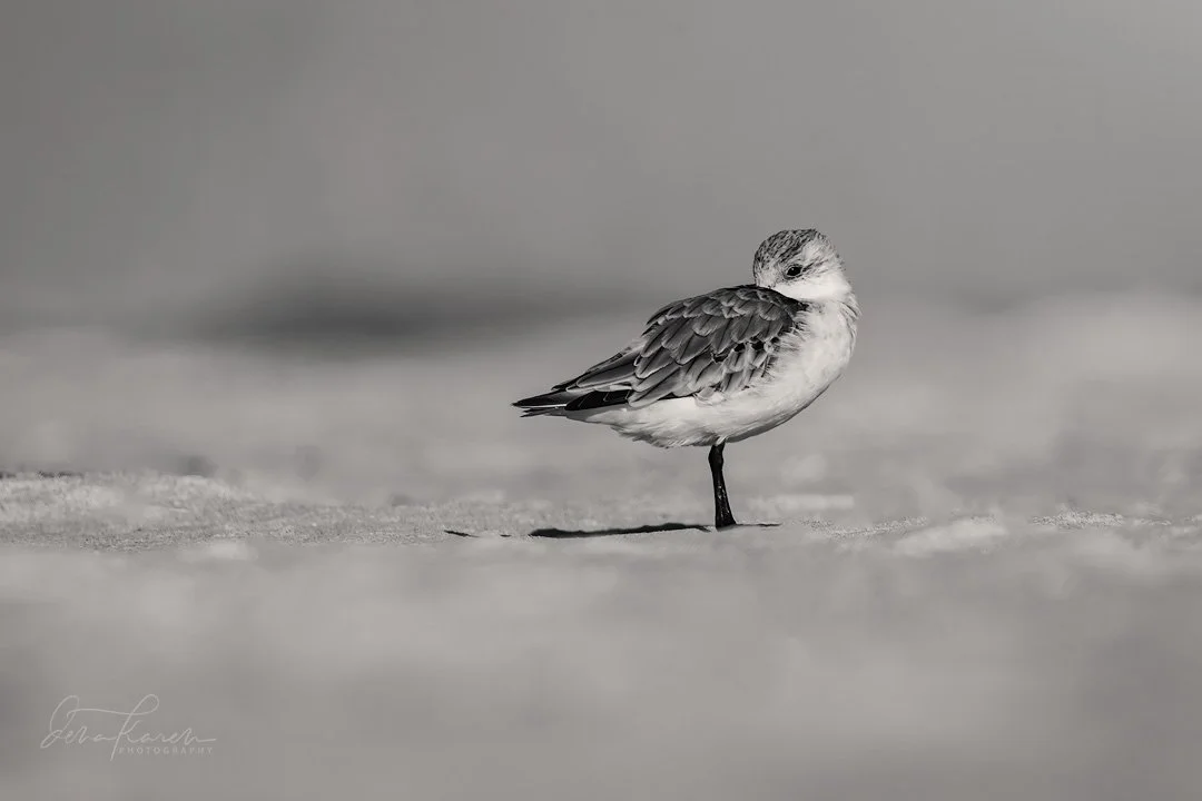 Sanderling resting 

 &ldquo;Whenever there is light, one can photograph&rdquo; ~ Alfred Stieglitz

We are a group of photographers who love timeless black and white photography. See our stunning and creative images from our friends by heading to the