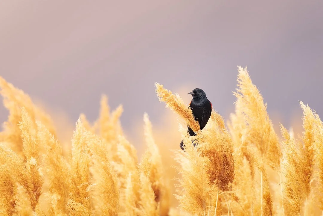 Red-winged blackbird

&ldquo;If you&rsquo;re looking to spot Red-winged Blackbirds, keep an eye on the calendar. During their breeding season in spring and summer, marshlands and sloughs are a good bet. The species prefers dense stands of plants like