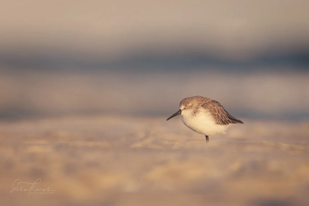 Western sandpiper 

&ldquo;Forages by walking slowly through mudflats and similar habitats and pecking or probing to obtain tiny invertebrate prey. On breeding grounds, males perform multiple flight displays to the females. The females depart before 