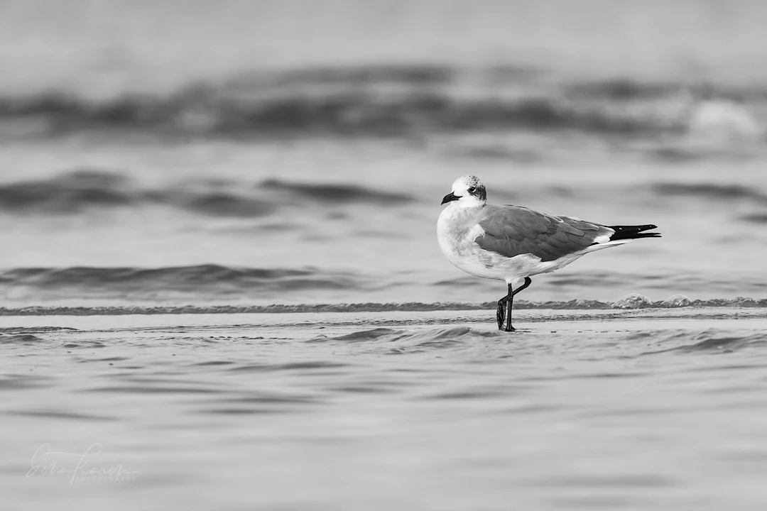 What a great trip through the shallows with @jakeschoolz  and Lost Dog Guide Service! If you&rsquo;re a photographer, birding or fishing near Wilmington, Figure 8 or Bald Head Island he&rsquo;s amazing! ⠀⠀⠀⠀⠀⠀⠀⠀⠀⠀⠀⠀⠀⠀⠀⠀⠀⠀⠀⠀⠀⠀⠀⠀⠀⠀⠀⠀⠀⠀&ldquo;Whenever t