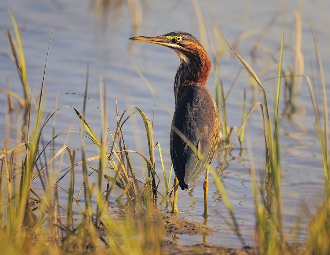 Someone looks thankful he&rsquo;s not a turkey and that he&rsquo;s a Green Heron foraging in the marsh. ! So thankful for you all and  the beautiful art you share or the fact that you are here to share mine with me !!​​​​​​​​
​​​​​​​​
 Sir David Atte
