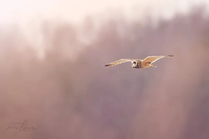 Finally had the chance to see a Short eared owl today !! We don&rsquo;t get the chance often down this far south, only in winter. Short eared owls like to hunt flying low to the ground and sometimes hovering to catch voles, mice and other small prey.