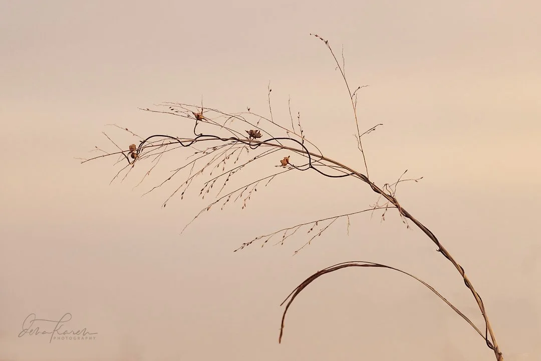 While waiting on the Short-eared owl this weekend (see prior!) I was enjoying the beautiful light on the tall grasses in the field. 

A group of photographers from @womencapturemagic have come together to share our love of nature. Get your dose of be