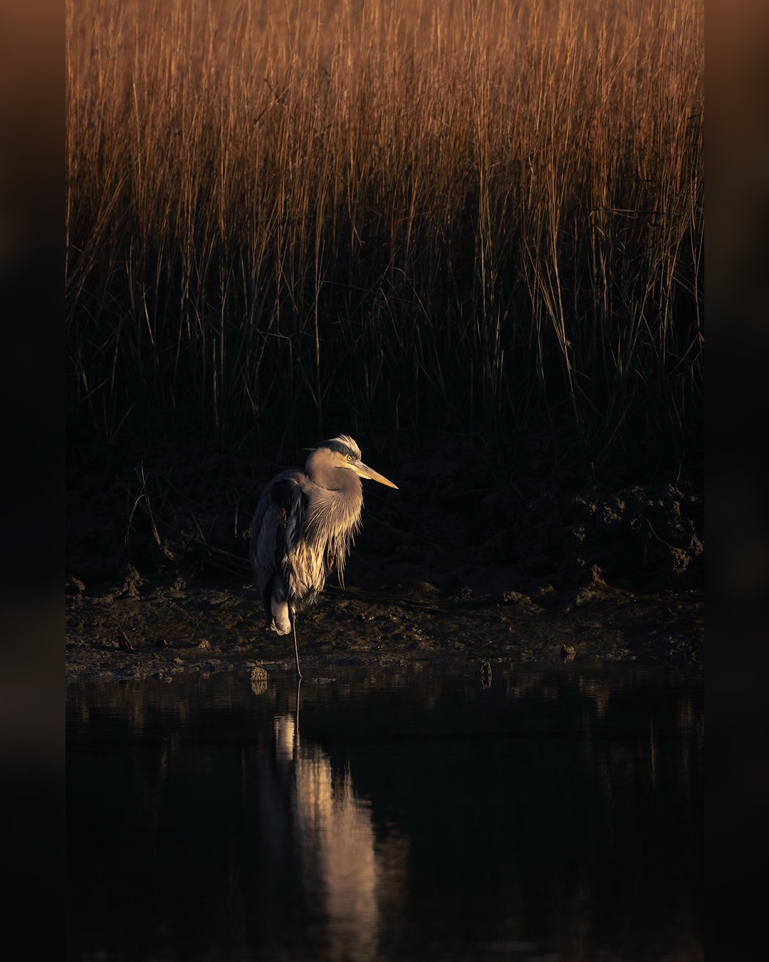 Swipe for close up! This beauty was preening
in gorgeous light! 

Great Blue Herons have specialized feathers on their chest that continually grow and fray. The herons comb this &ldquo;powder down&rdquo; with a fringed claw on their middle toes, usin