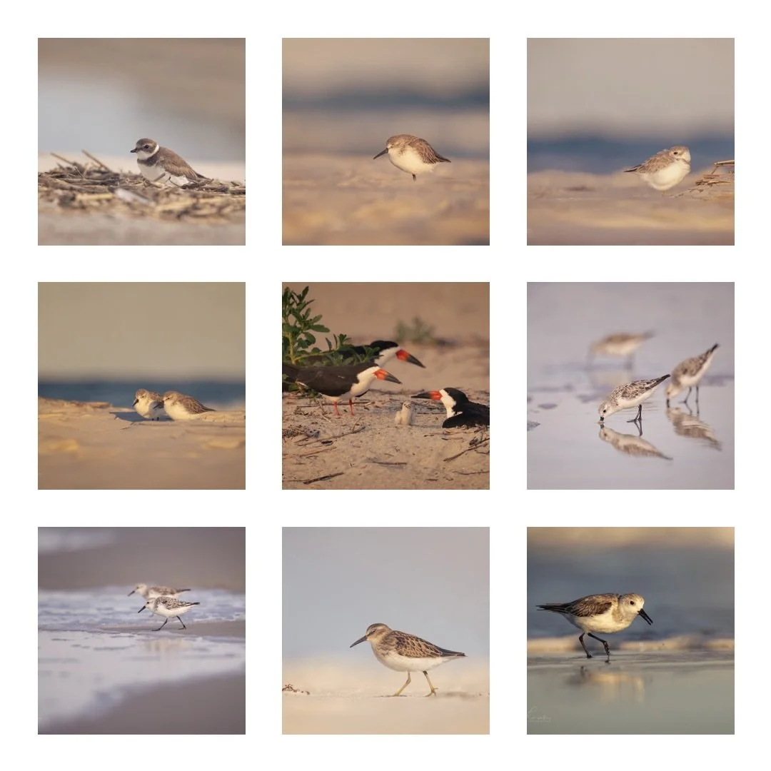 Last two grids ! Shorebirds and bnw !! Enjoy!! 
#top9