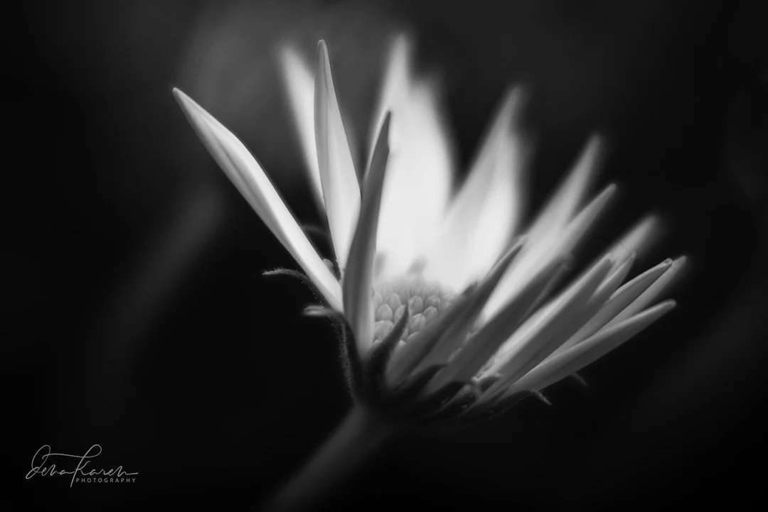 The light just seemed to emanate from this bloom in BNW&hellip; sometimes it&rsquo;s amazing the difference in a photo with a bnw conversion &hellip; ⠀⠀⠀⠀⠀⠀⠀⠀⠀⠀⠀⠀⠀⠀⠀⠀⠀⠀⠀⠀⠀⠀⠀⠀⠀⠀⠀⠀⠀⠀&ldquo;To see the light we must first acknowledge that we are in the d