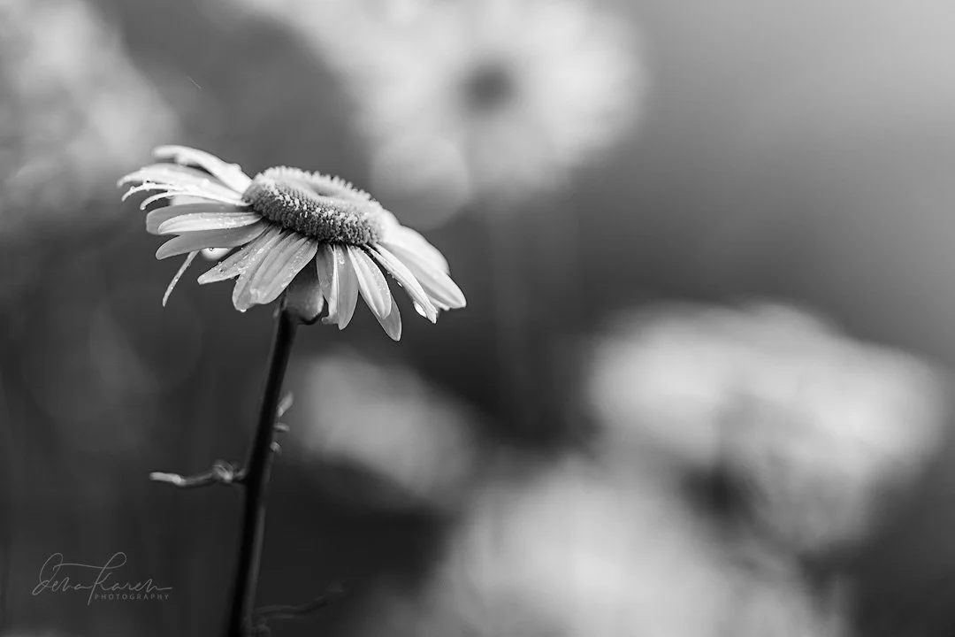 &ldquo;Whenever there is light, one can photograph&rdquo; ~ Alfred Stieglitz​​​​​​​​
​​​​​​​​
We are a group of photographers who love timeless black and white photography. See our stunning and creative images from our friends by heading to the hasht