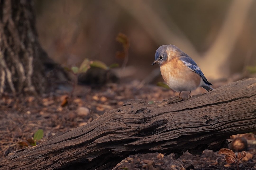 It&rsquo;s been awhile since I&rsquo;ve spent some time with the backyard songbirds &hellip; this cutie and her friends were enjoying the mealworms I put out &hellip; #bluebird #fbpc_birds #raw_birds #rebel_nature