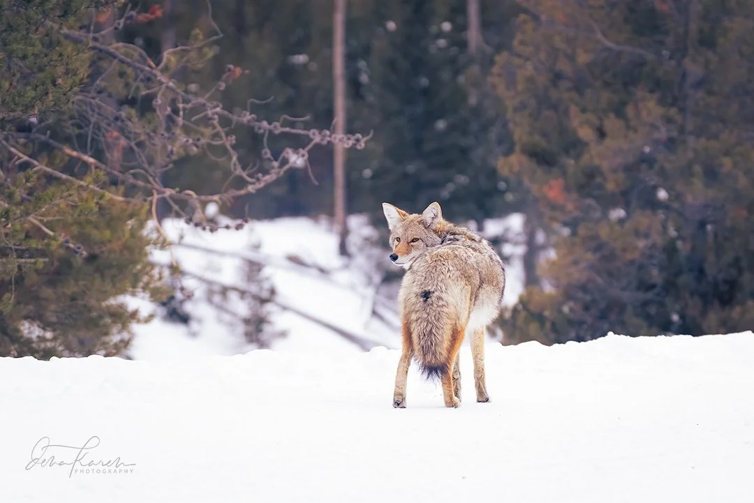 Whatcha lookin at ? 

&ldquo;The "Beau Geste" Illusion: A single pair of coyotes can sound like a much larger pack. By rapidly changing their pitch and tone, they create an auditory illusion known as the Beau Geste effect, which helps them 