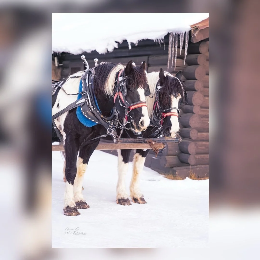 We had the best sleigh ride in Yellowstone led by these two! Followed by a delicious ranch hand size meal. Thanks Parade Rest Ranch ❤️