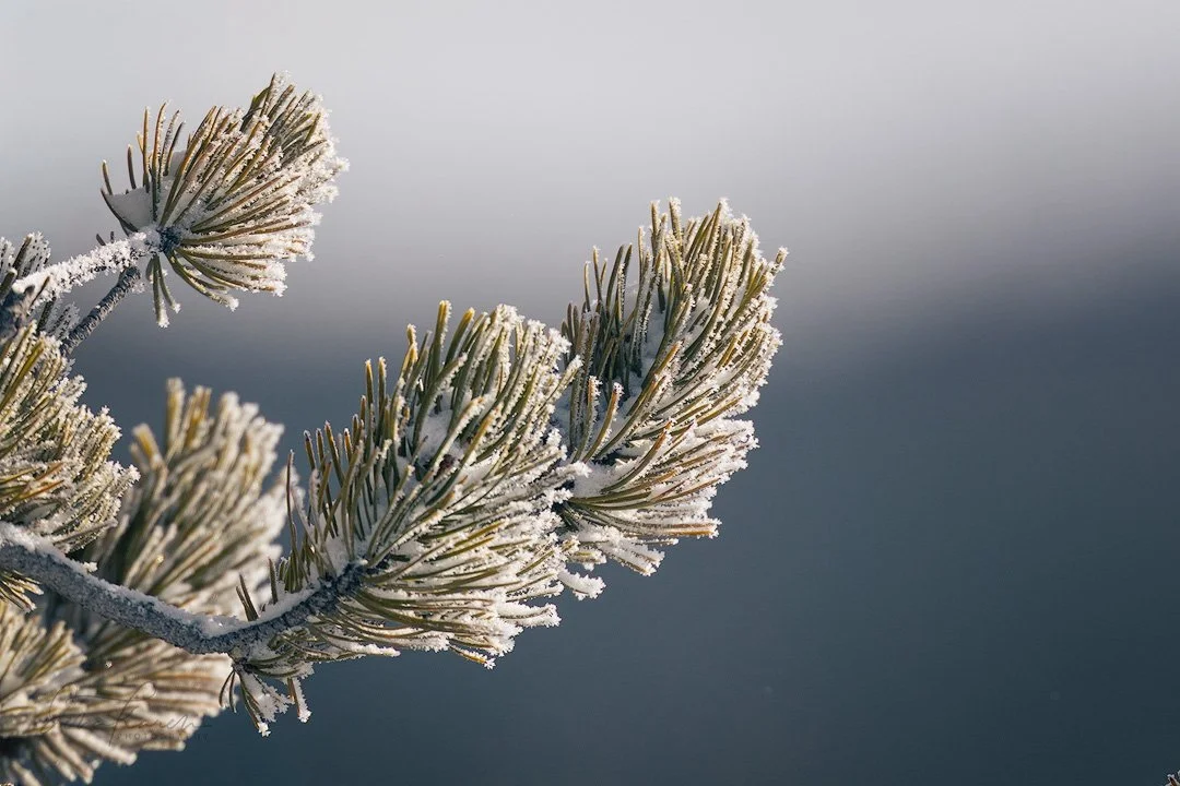 Frosty trees &hellip; 

 &ldquo;Think of your energy as if it&rsquo;s expensive. As if it&rsquo;s a luxury item, not everyone can afford it&rdquo;. 
 Taylor Swift

It&rsquo;s the little things...⁠
⁠
Let us lift and inspire you with a closer look at o