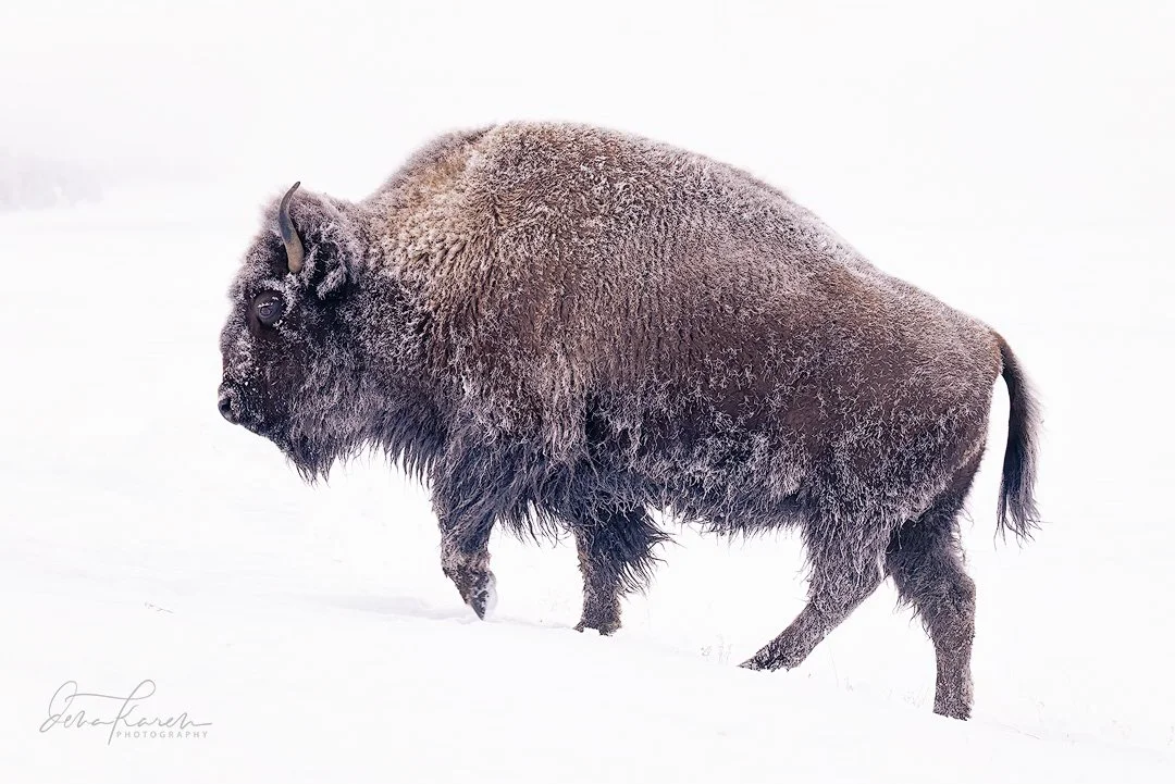 One of my favorite bison images from Yellowstone &hellip; bison have such thick fur that the heat they generate stays on the inside layers and so the frost and snow on the outside doesn&rsquo;t melt ! 

 A group of photographers from @womencapturemag